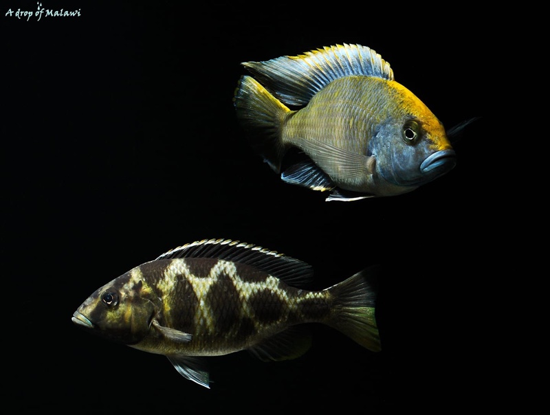 Nimbochromis venustus